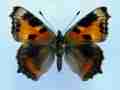 Aglais urticae (cold shock abb 4) (Internet Image property of respective owner, non-commercial use only)